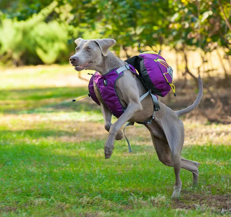 Hundewanderrucksack mit Wasserfesten Taschen – Tragbare Hundetrage für Outdoor-Aktivitäten