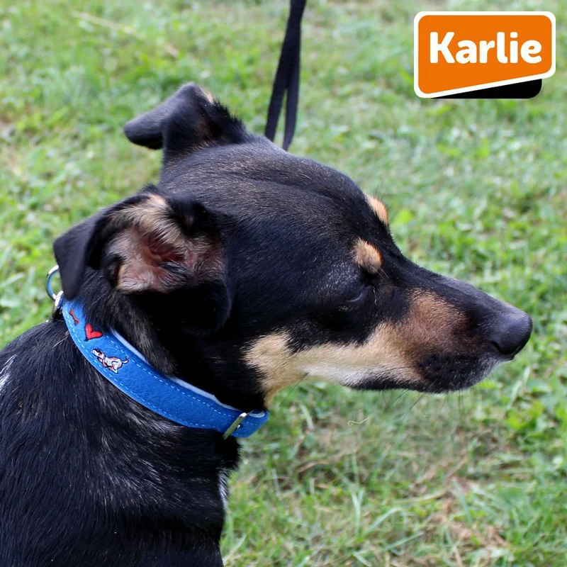 Karlie Leder Halsband - XXS/XS/S/M/L/XL - Vollrindleder mit Filz - Hundehalsband