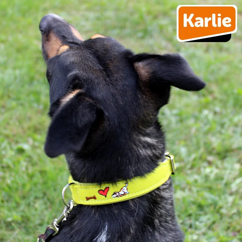 Karlie Leder Halsband - XXS/XS/S/M/L/XL - Vollrindleder mit Filz - Hundehalsband