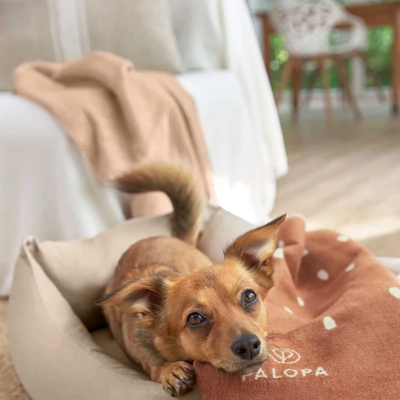 Hundedecke Ida, Punkte Zimt Milchig