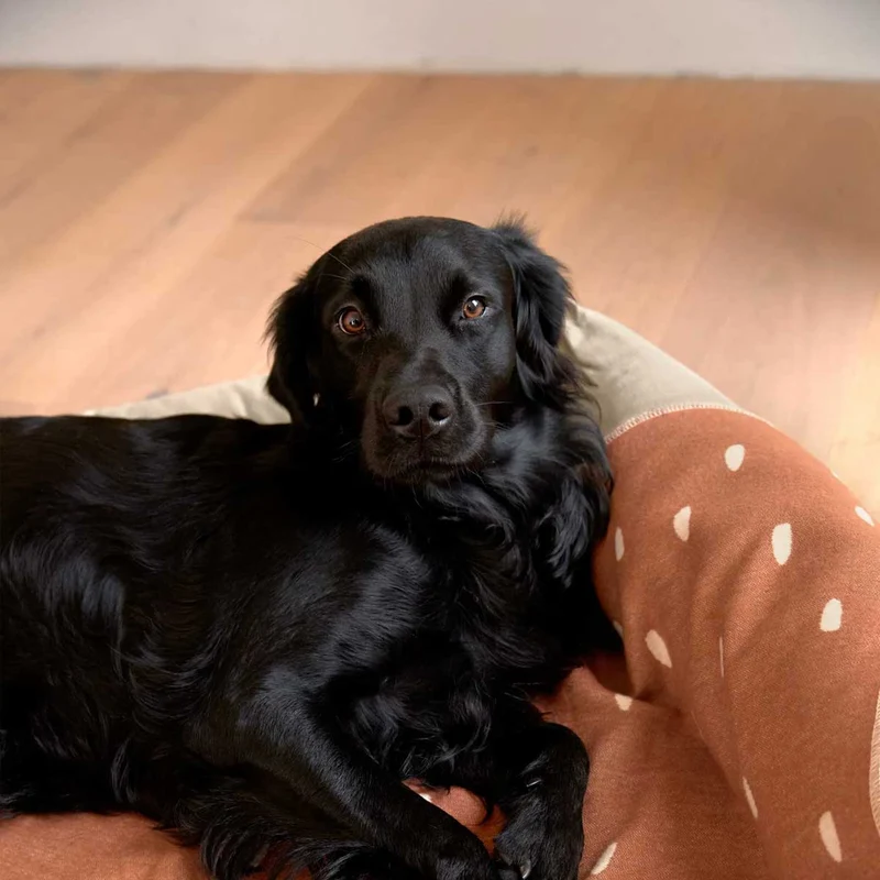 Hundedecke Ida, Punkte Zimt Milchig
