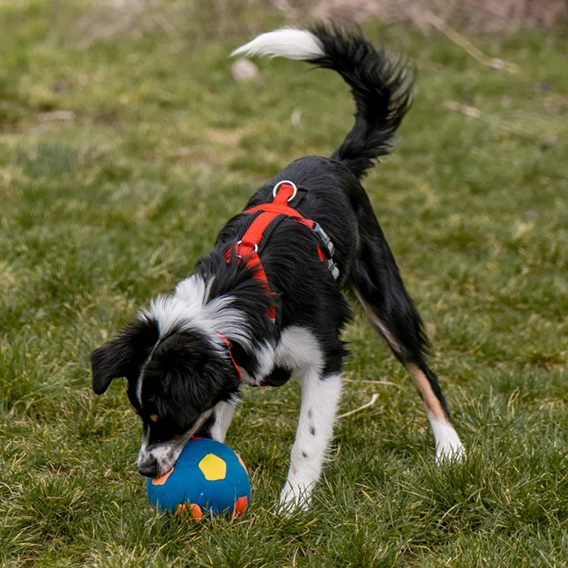 Nobby Latex Fußball - 7,8 + 13 cm - Hundespiel Apportierspielzeug Ball Gummiball