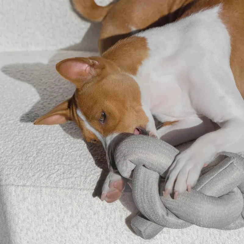 Schnüffelspielzeug NOU Gray, mit Knistereffekt