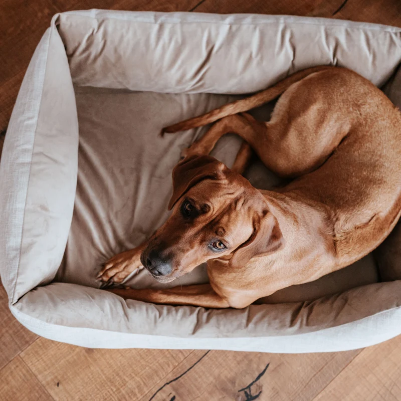 Orthopädisches/Ergonomisches Hundesofa Seattle
