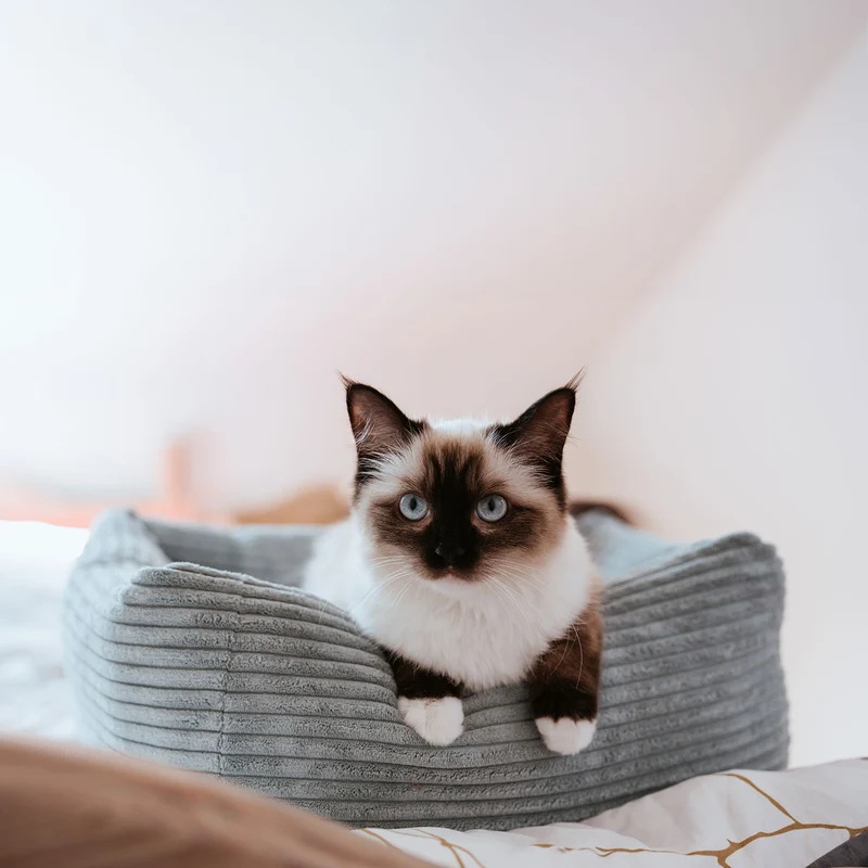 Katzenbett Rimini