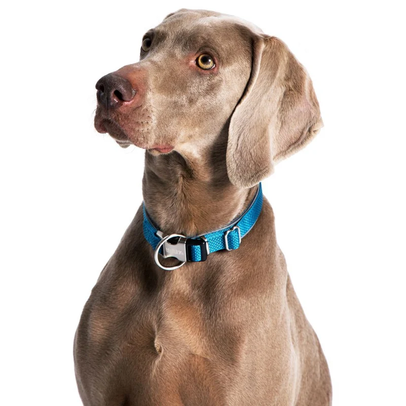Nobby Halsband CLASSIC PRENO ROYAL - XS/XS-S/S-M/M-L/L-XL - Nylon Hundehalsband