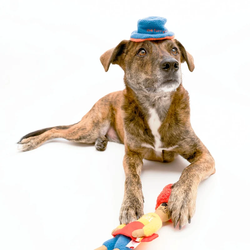 Hundespielzeug, Surfer Hooman