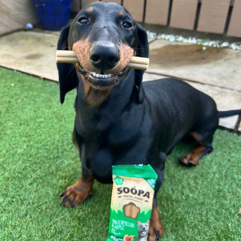 Dental Sticks, Wassermelone & Apfel
