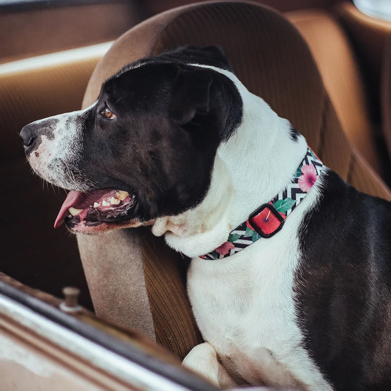 Hundehalsband, Mahalo