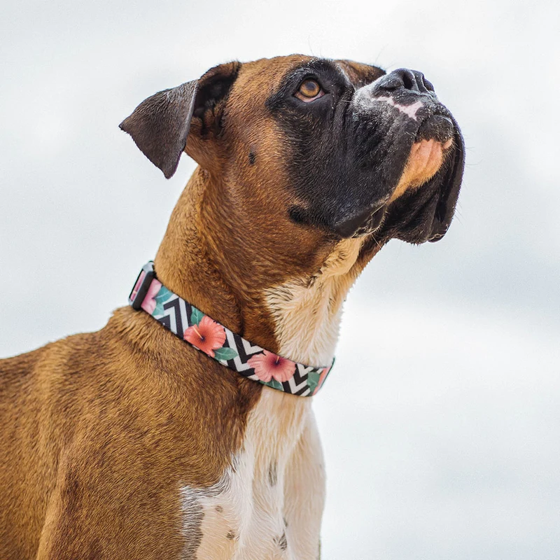 Hundehalsband, Mahalo