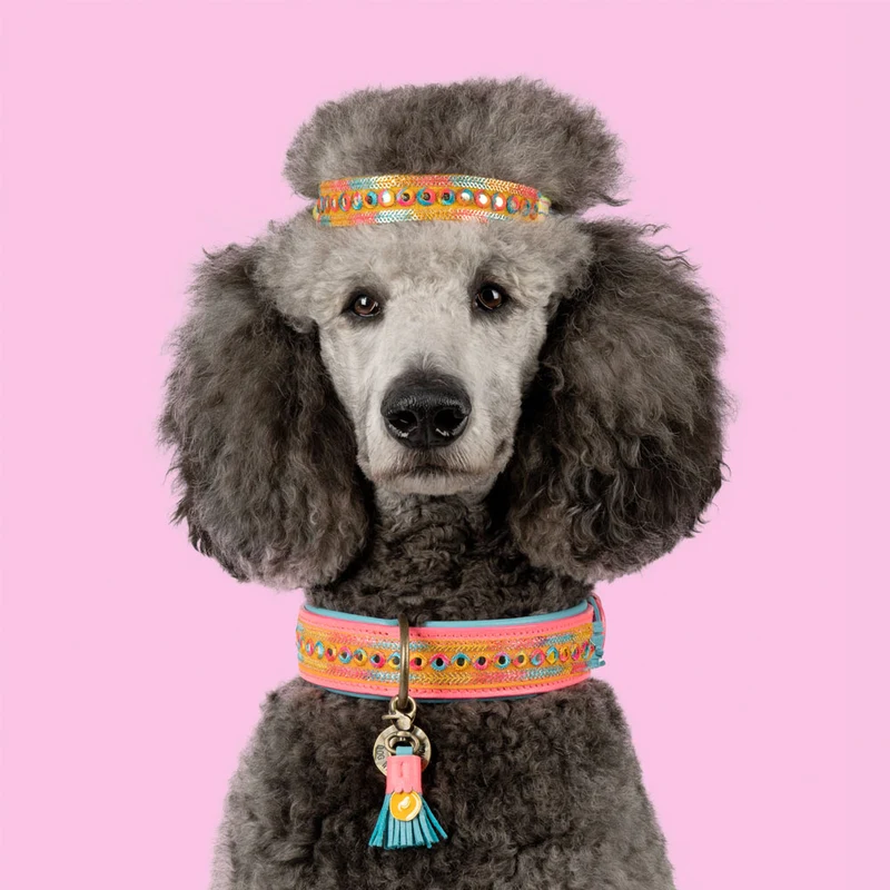 Hundehalsband | Indian Summer