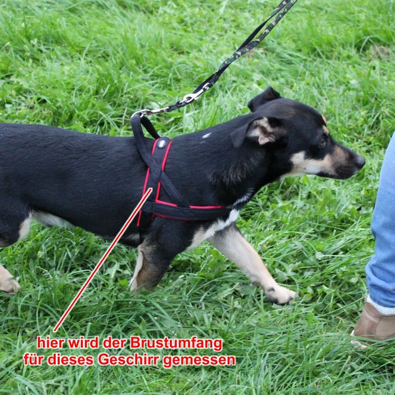 Nobby Norwegergeschirr MESH PRENO - S/M/L/XL - Nylon Geschirr Hundegeschirr