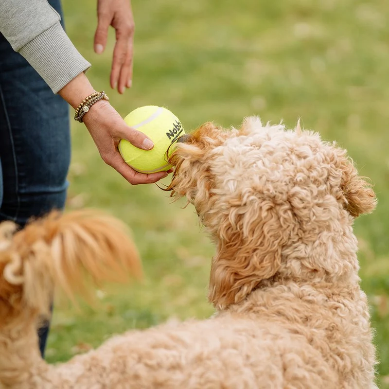 Nobby Tennisball - gelb - Apportierspiel Ball für Hund mit und ohne Quietschie