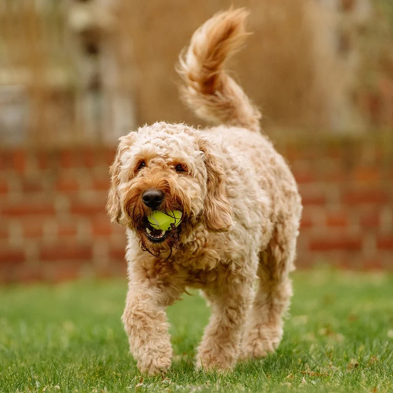 Nobby Tennisball - gelb - Apportierspiel Ball für Hund mit und ohne Quietschie