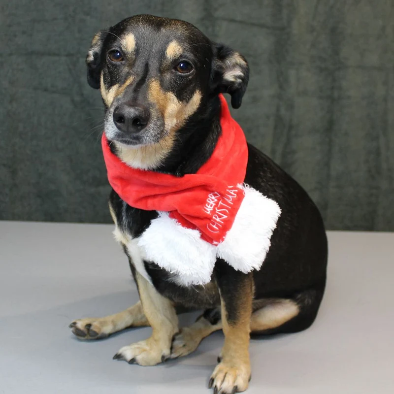 Nobby XMAS Plüsch-Schal für Hunde - 45/65/85 cm - Weihnachtsschal Hundeschal