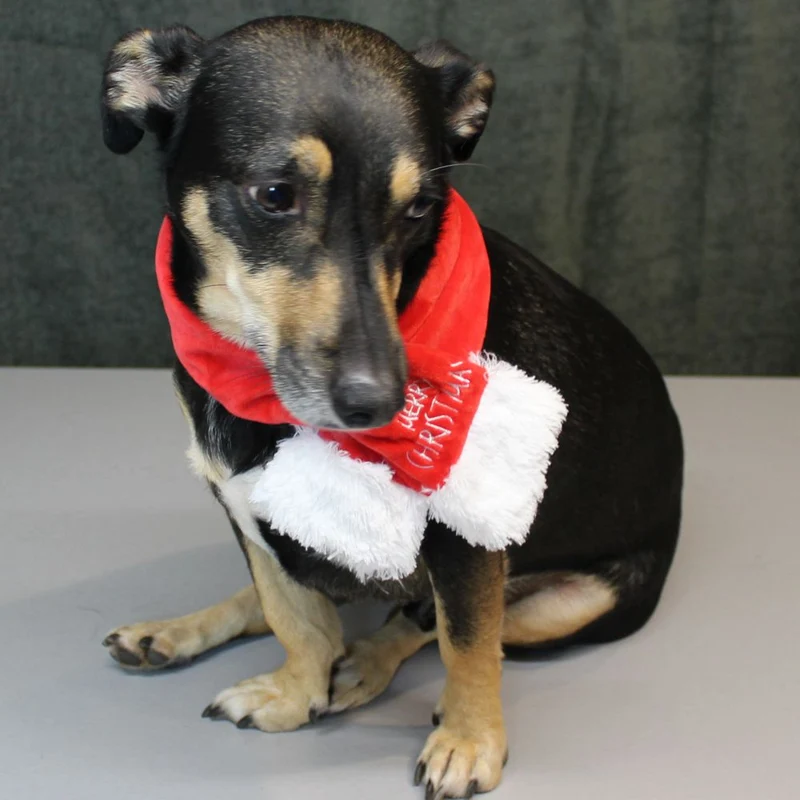 Nobby XMAS Plüsch-Schal für Hunde - 45/65/85 cm - Weihnachtsschal Hundeschal