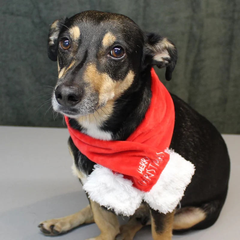 Nobby XMAS Plüsch-Schal für Hunde - 45/65/85 cm - Weihnachtsschal Hundeschal