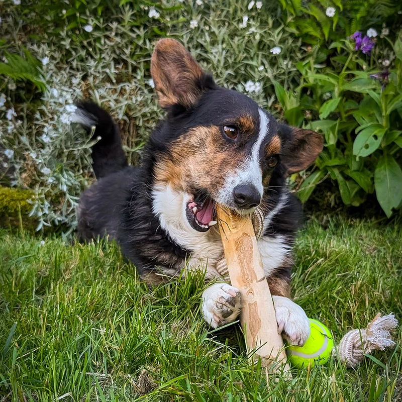 Nobby Kaffeeholz mit Hanfseil und Ball - S/M/L - Kauspielzeug Apportierspielzeug