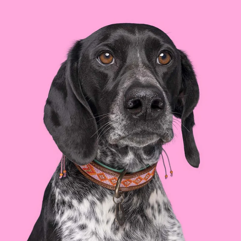 Hundehalsband | Sweet Mae