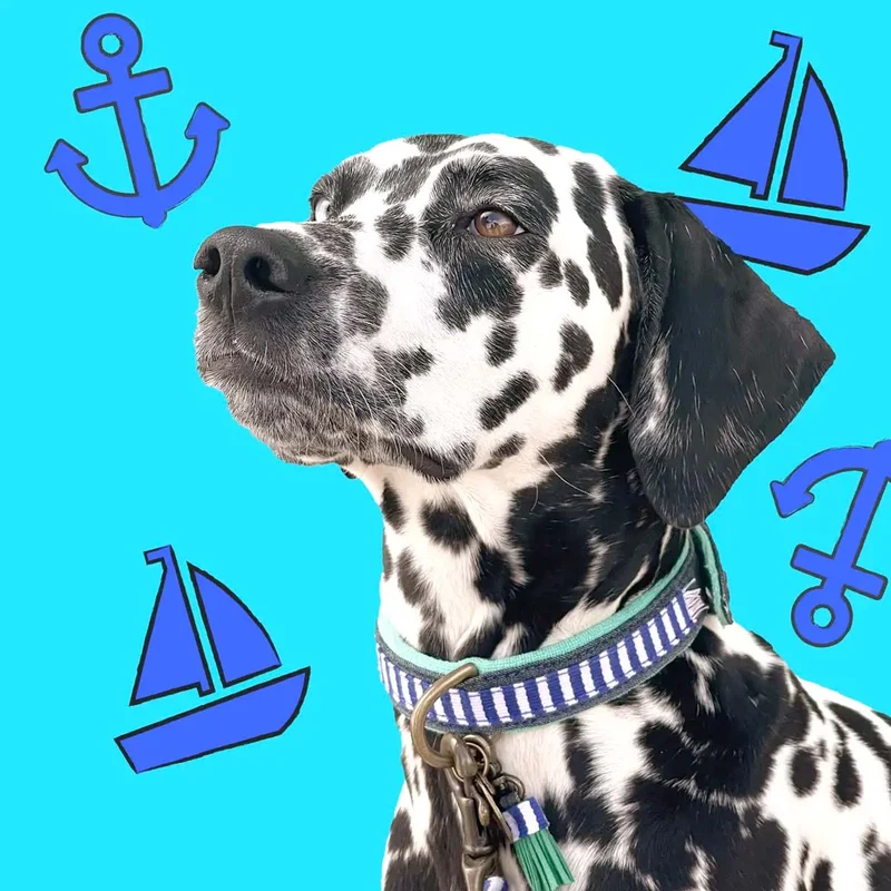 Hundehalsband | Mr. Cruise
