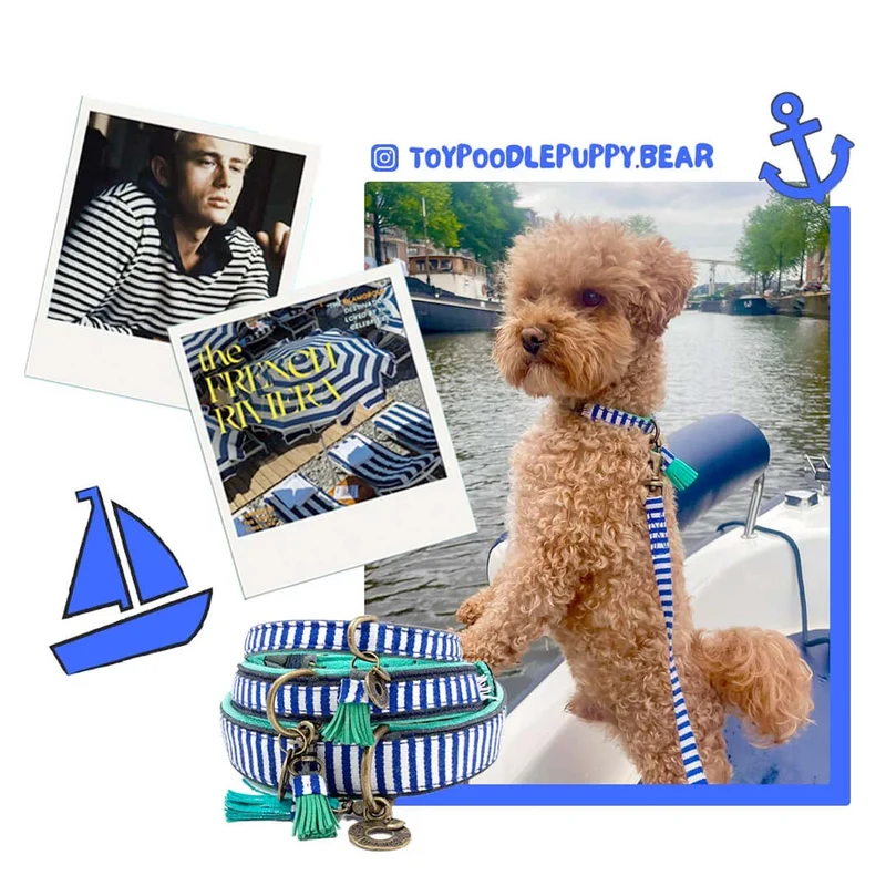 Hundehalsband | Mr. Cruise