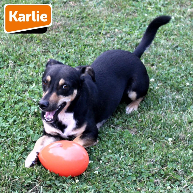Karlie Funny Eggy - Treibei für Hunde - Spielei - Treibball - Hundespielzeug