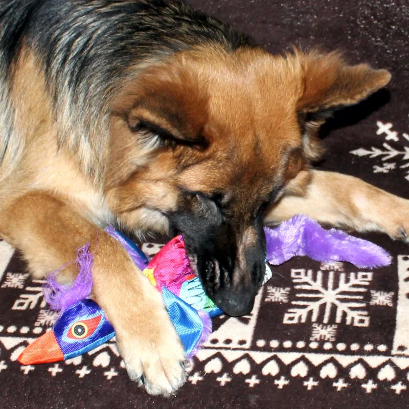 Karlie Plüsch-Hundespielzeug Krazy Kritter + Bird - Plüschtier mit Squeaker