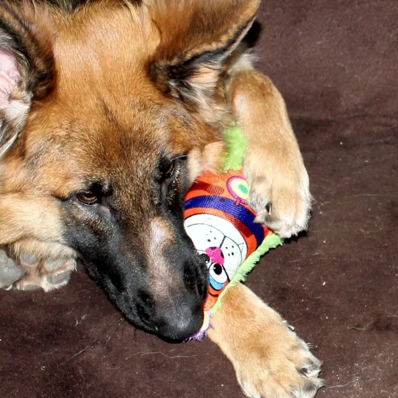 Karlie Plüsch-Hundespielzeug Krazy Kritter + Bird - Plüschtier mit Squeaker
