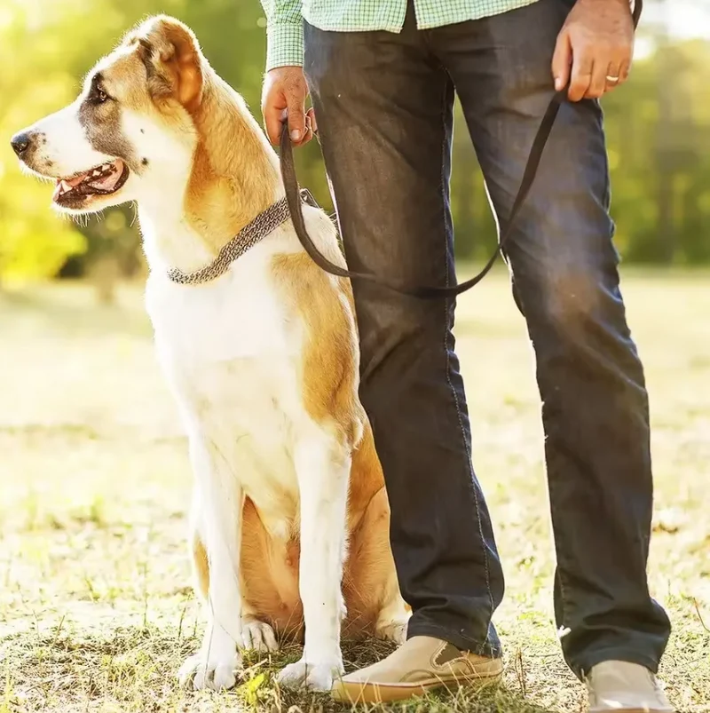 Leder Hundeleine mit Goldener Karabiner – Robustes und Elegantes Hundezubehör