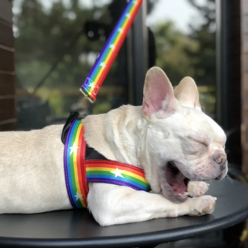 Regenbogen Hundegeschirr mit Sternen – Weich und Verstellbar für Komfort und Sicherheit