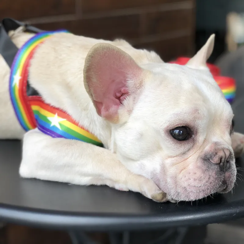 Regenbogen Hundegeschirr mit Sternen – Weich und Verstellbar für Komfort und Sicherheit